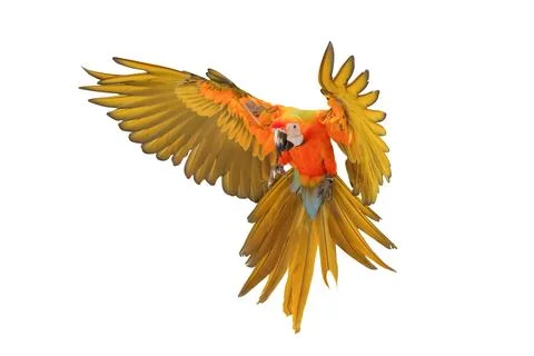 Parrot Foto stock