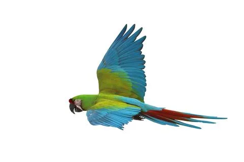 Parrot Foto stock