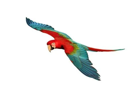 Parrot Stock Photos