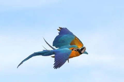 Parrot Stock Photos