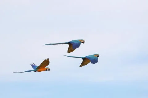 Parrot Stock Photos