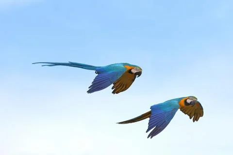 Parrot Stock Photos