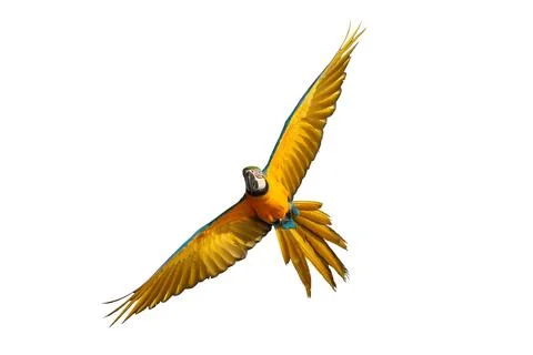 Parrot Stock-Fotos