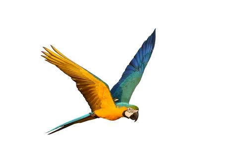Parrot Stock-Fotos