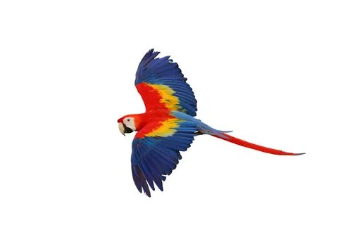 Parrot Foto stock
