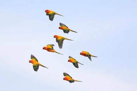 Parrot Stock Photos