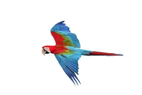 Parrot Foto stock