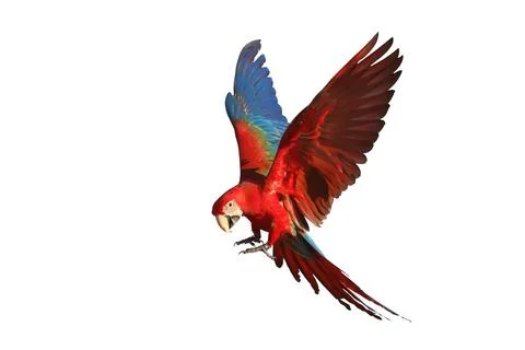 Parrot Stock Photos