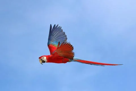 Parrot Stock Photos