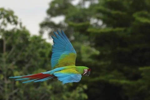 Parrot Stock Photos