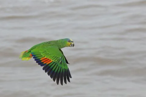Parrot Stock Photos