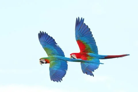 Parrot Stock Photos