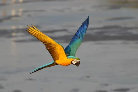 Parrot Stock Photos