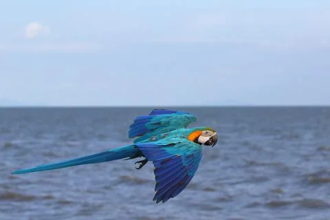 Parrot Stock Photos