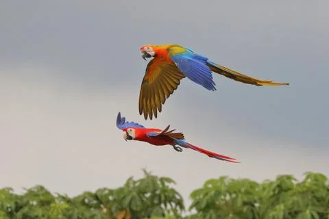 Parrot Stock Photos