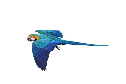 Parrot Stock-Fotos