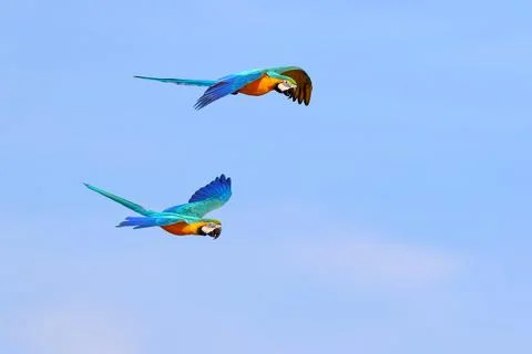 Parrot Stock Photos