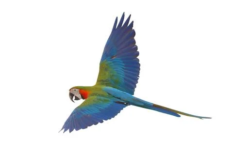 Parrot Foto stock