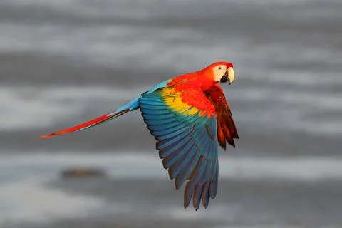 Parrot Stock Photos