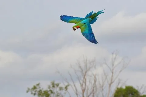 Parrot Stock Photos