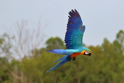 Parrot Stock Photos