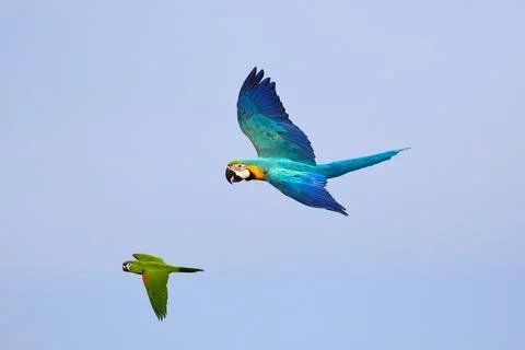 Parrot Stock Photos