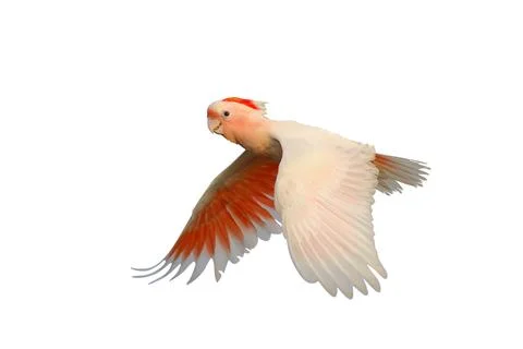 Parrot Foto stock