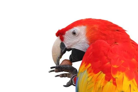 Parrot Stock-Fotos