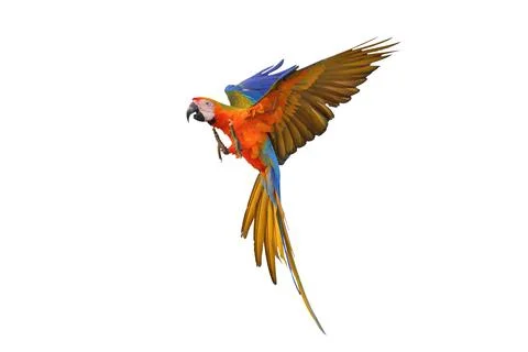 Parrot 스톡 사진