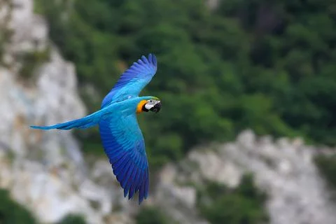 Parrot Stock Photos
