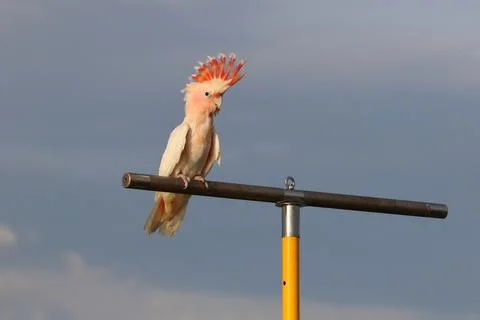 Parrot Foto stock