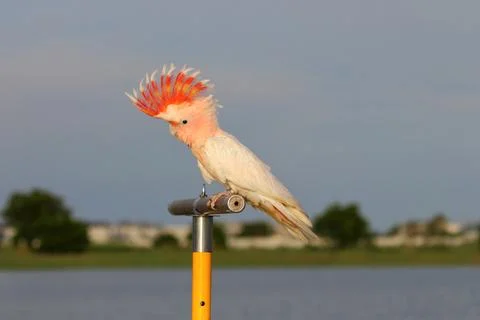 Parrot Stock Photos