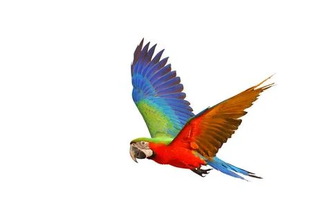 Parrot Stock Photos
