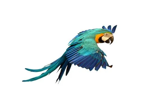 Parrot Stock-Fotos