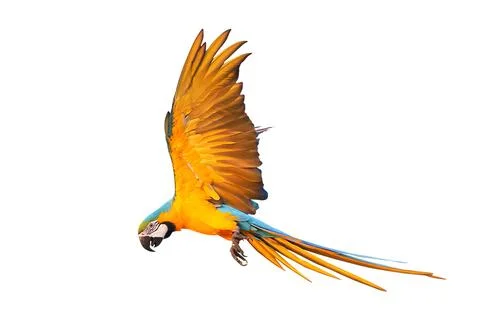 Parrot Foto stock