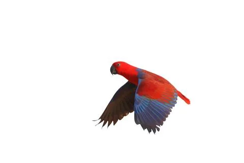 Parrot Foto stock