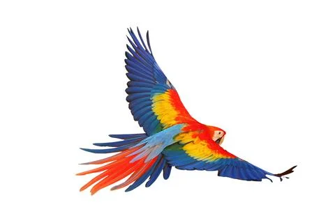 Parrot Stock Photos