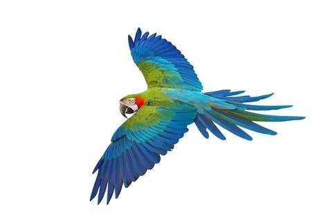 Parrot Stock Photos