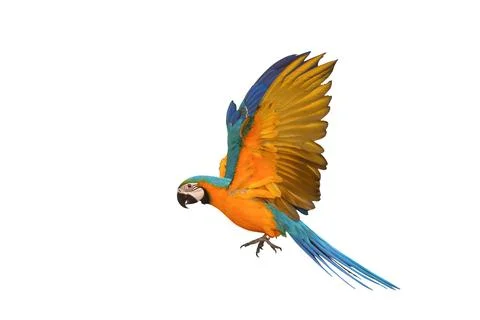 Parrot Foto stock
