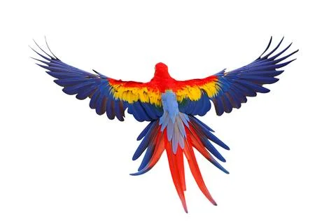 Parrot Foto stock