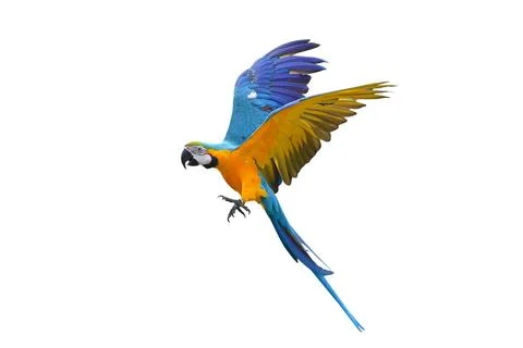 Parrot Stock Photos