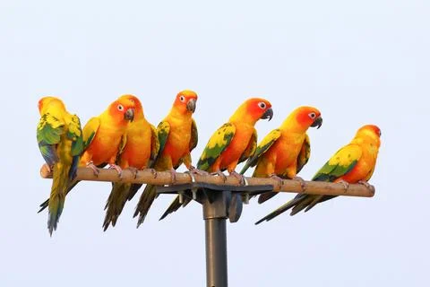 Parrot Stock Photos