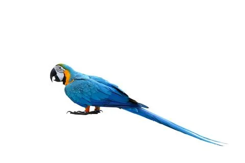 Parrot Foto stock