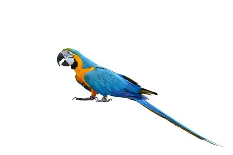 Parrot Stock Photos
