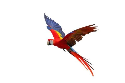 Parrot Foto stock