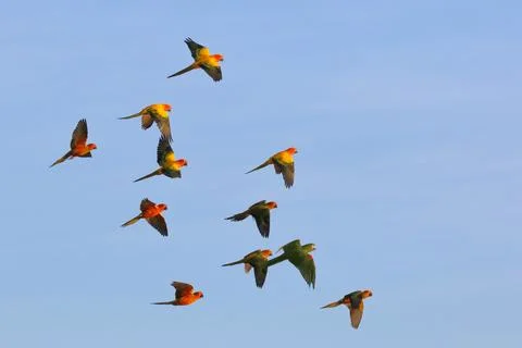 Parrot Foto stock