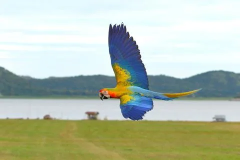 Parrot Stock-Fotos
