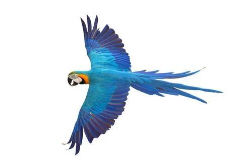 Parrot 스톡 사진