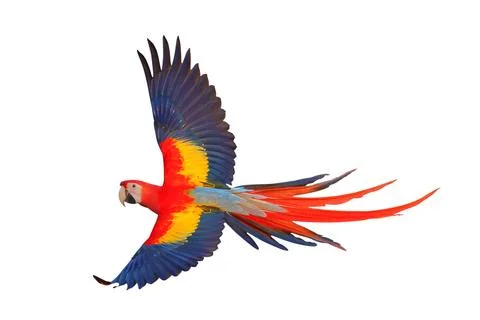 Parrot Stock Photos