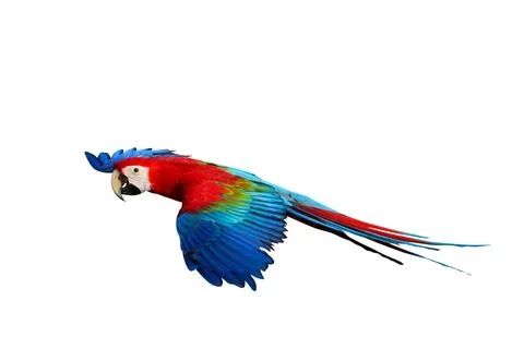 Parrot Stock Photos